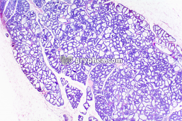 Glande mammaire en activité x10 - gryphea.com